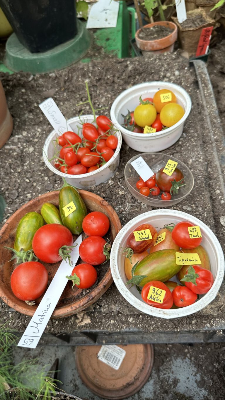 Besuch bei  Miches Bio-Tomaten- und Pflanzenvielfalt